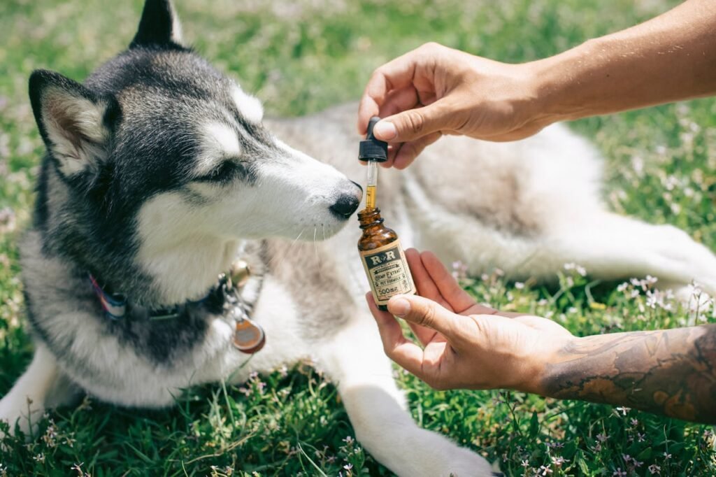 MCT Oil for Dogs