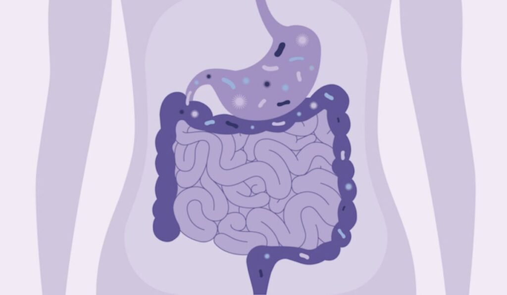 Supporting Your Gut: Dietary Supplements for Better Digestion and Everyday Wellness