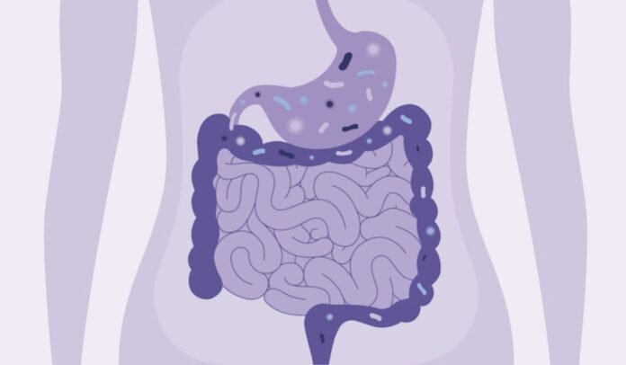 Supporting Your Gut: Dietary Supplements for Better Digestion and Everyday Wellness